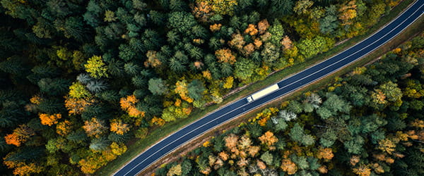 a road with trees and bushes a road with trees and bushes